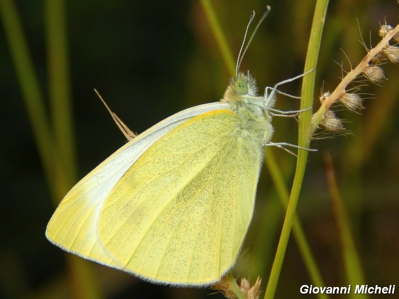 Pieris manni?